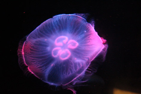 Aquarium de Sydney