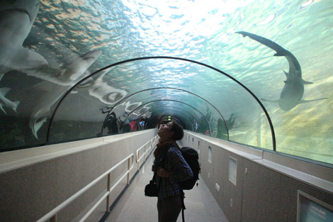 Aquarium de Sydney