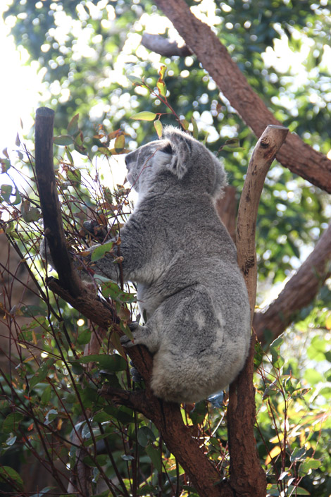 Wild Life de Sydney