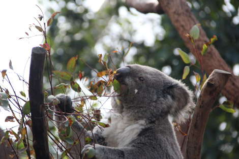 Wild Life de Sydney