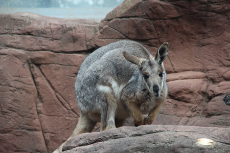 Wild Life Sydney