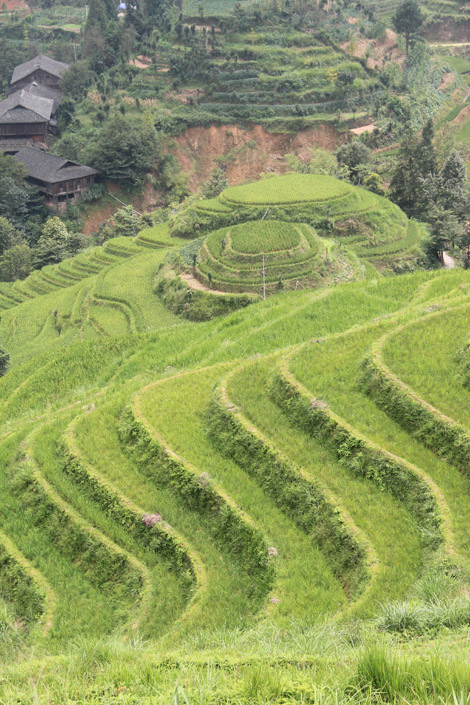 Les rizières de Longji