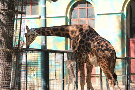 Des girafes derrière une cage…