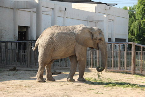 Des éléphants dans une cage toute de béton brut…