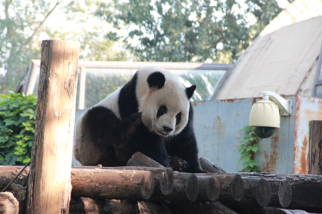 LA star du zoo : le panda géant!