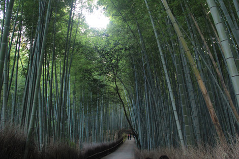 Foret de bambou à Kyoto