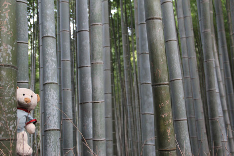 Foret de bambou à Kyoto