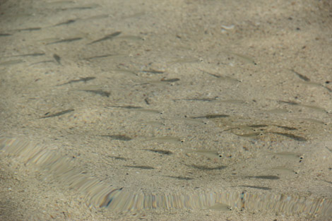 Les poissons à nos pieds…