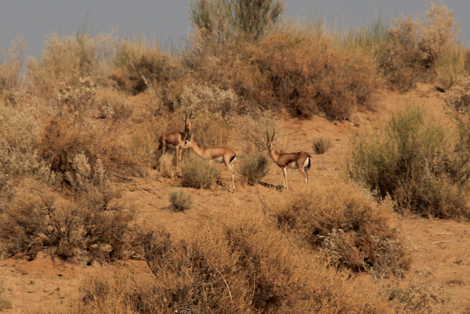 Gazelles dans le désert