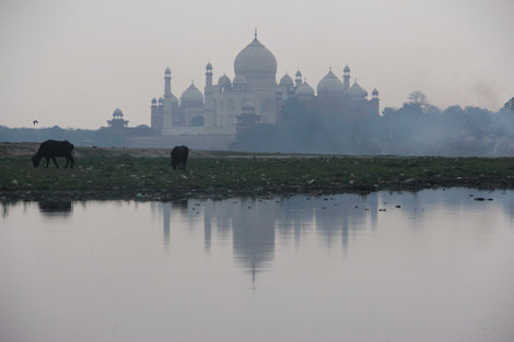 Voici la photo que je prenais sur la photo précédente… Taj et Vaches (2)