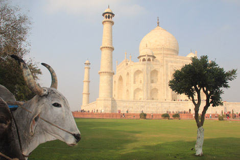 Vache et Taj